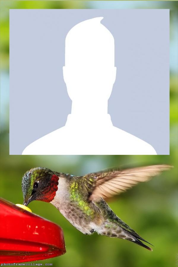 Hummingbird Photo Montage