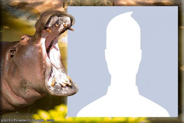 Hippopotamus Photo Montage