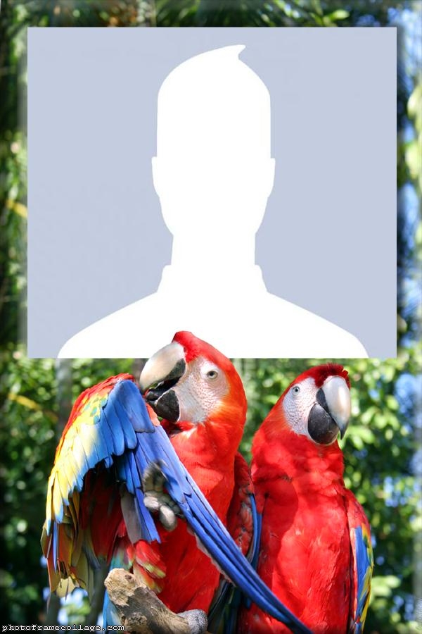 Red Macaws Photo Collage