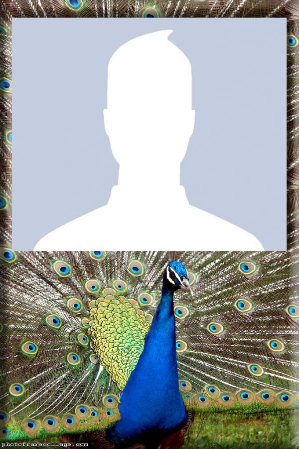 Peacock Photo Montage