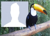 Toucan Photo Collage