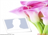 Tulips Photo Collage