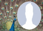 Frame Peacock